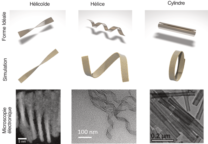 Ligand-induced incompatible curvatures control ultrathin nanoplatelet polymorphism and chirality