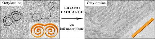 Ligand tail controls the conformation of indium sulfide ultrathin nanoribbons