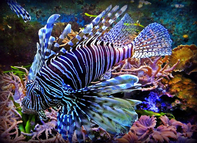 ob_da445d_pterois1