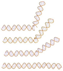 DNA bents