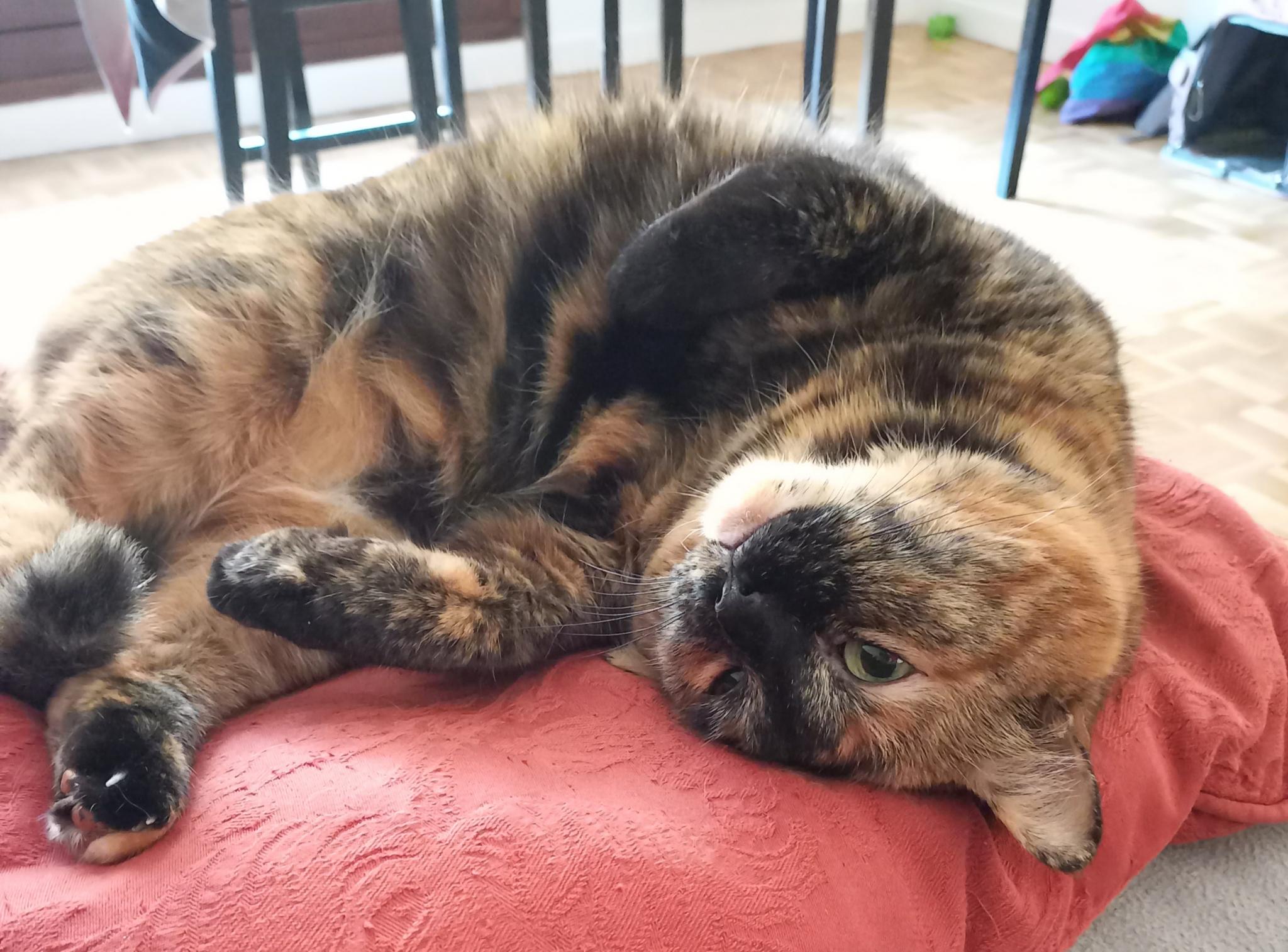 Ako, le plus beau chat du monde, en train de se tortiller sur un coussin.