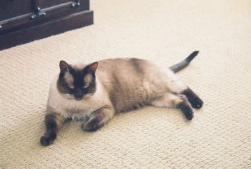 Buddy