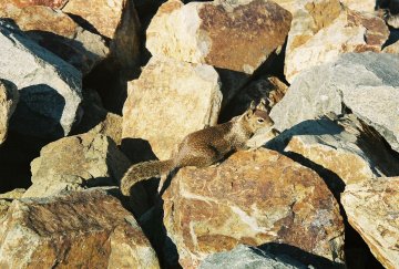 un autre chien de prairie au port