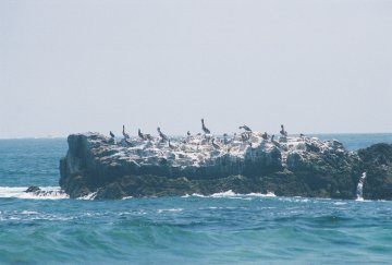 une colonie d'oiseaux